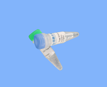 T4 PNK(3´磷酸酶活性缺失)
